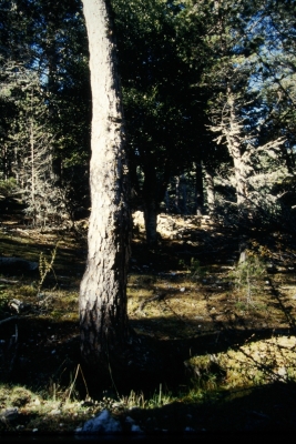 Fuente del Acebo - imagen 2