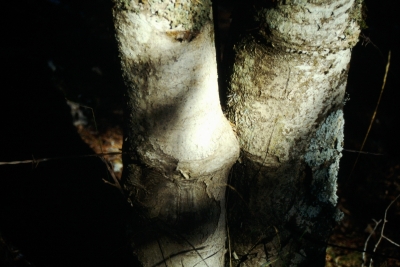 Fuente del Acebo - imagen 3