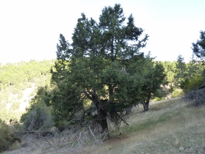 Fuente de Barbarijas - imagen 5