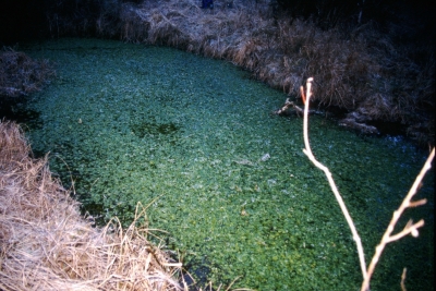 Fuente las Berras - imagen 1
