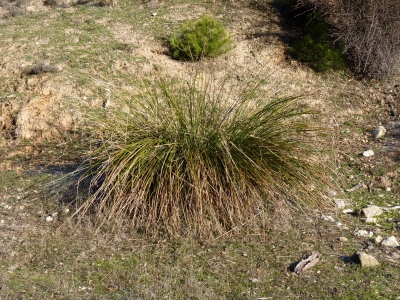 Fuente del Borrucho - imagen 2