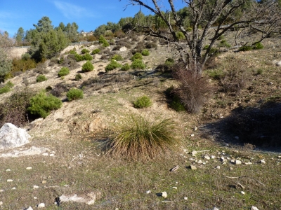 Fuente del Borrucho - imagen 3