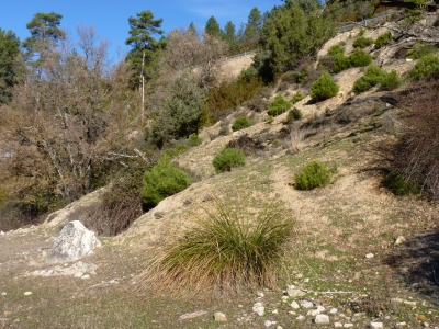 Fuente del Borrucho - imagen 4