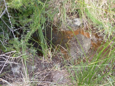 Cepo Negro, de - imagen 2