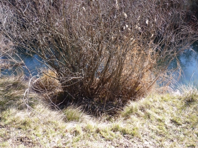 Fuente Gapitillo - imagen 6