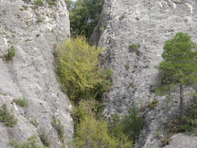 Fuente de la Hoz de San Miguel - imagen 5