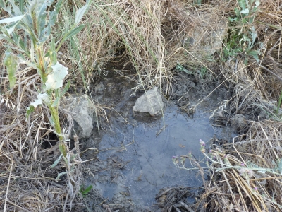 Manantial del Cerro de la Albarda - imagen 3