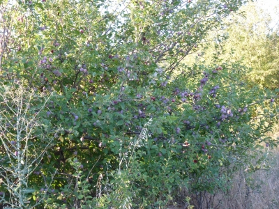 Manantial del Cerro de la Albarda - imagen 7
