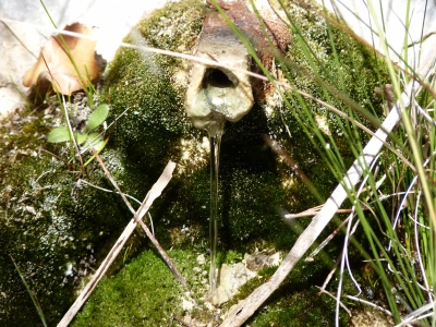Manantial del Estrecho de los Pozos - imagen 3
