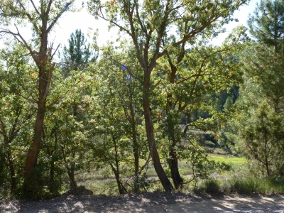 Manantial del Estrecho de los Pozos - imagen 8