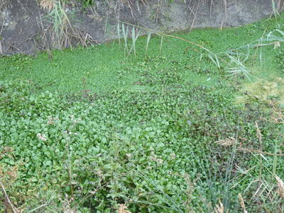 Nacimiento del Morancho - imagen 3