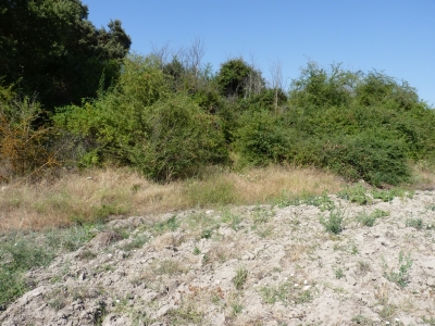 Olmos, de los - imagen 2