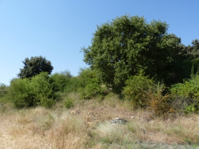 Olmos, de los - imagen 3