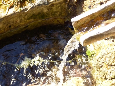 Fuente del Pino - imagen 4