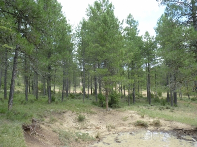 Pozo de la Palancosa - imagen 4