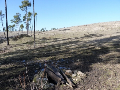 Pozo de los Llanos - imagen 1