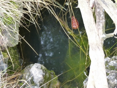 Pozo Chumillas - imagen 2