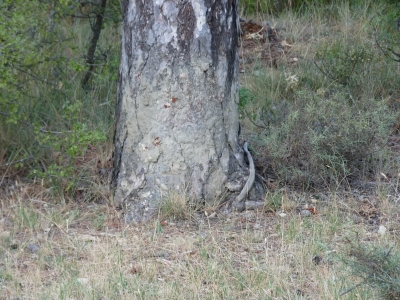 Pozo Chumillas - imagen 6