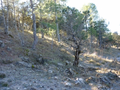 Fuente de la Umbría - imagen 2