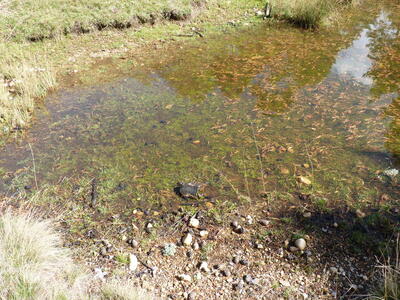Fuente del Conillo I - imagen 2