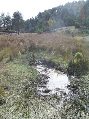 Manantial del Rincón de Cañahonda - imagen 2