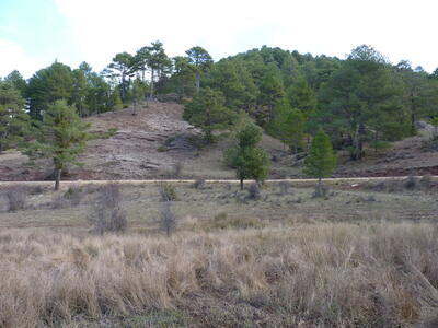 Manantial del Rincón de Cañahonda - imagen 5