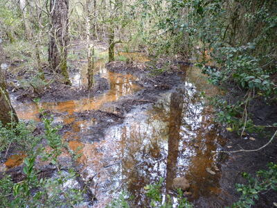 Fuente del Pino Agachao - imagen 3