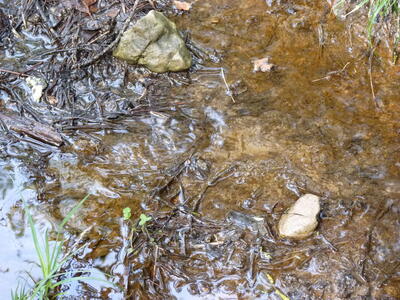 Fuente del Pino Agachao - imagen 4