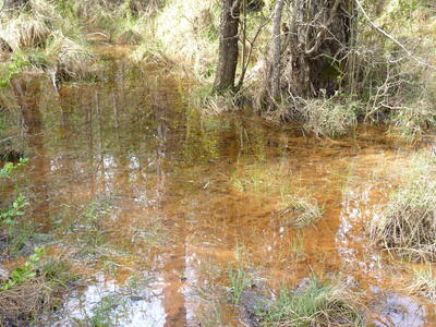 Fuente del Pino Agachao - imagen 6