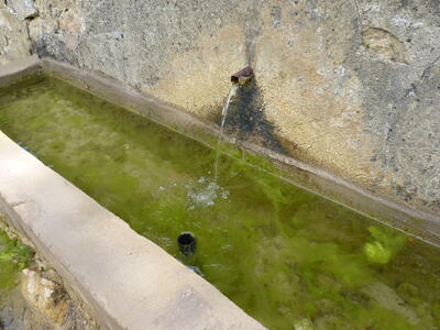 Fuente del vivero - imagen 3