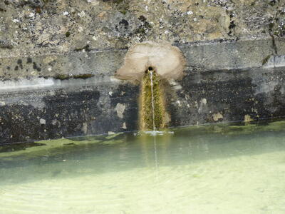 Fuente del vivero - imagen 6