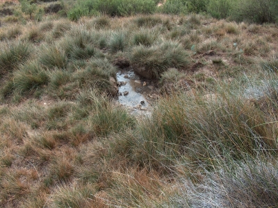 Fuente Amarguilla - imagen 2