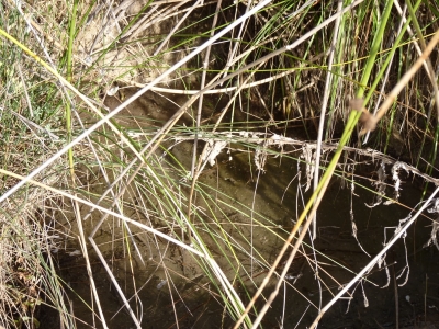 Manantial de los Cañuelos de Abajo - imagen 3