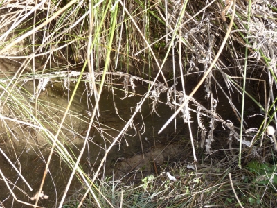 Manantial de los Cañuelos de Abajo - imagen 4