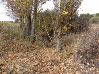 Manantial de los Cañuelos de Arriba - imagen 1