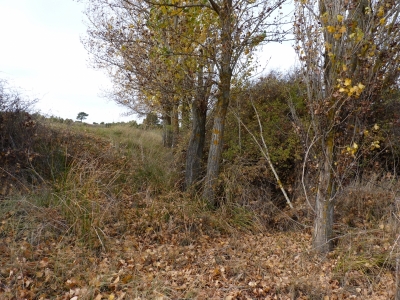 Manantial de los Cañuelos de Arriba - imagen 2