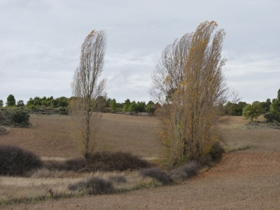 Manantial de los Cañuelos de Arriba - imagen 5