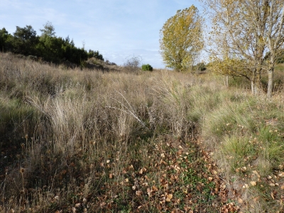 Fuente del Enebro - imagen 1