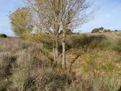 Fuente del Enebro - imagen 2