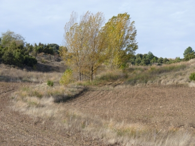 Fuente del Enebro - imagen 4