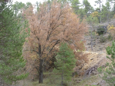 Fuente de la Hocecilla - imagen 6