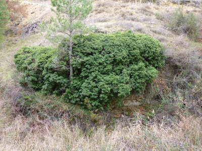 Fuente de la Hocecilla - imagen 7