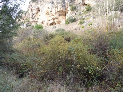 Fuente de la Mora - imagen 3