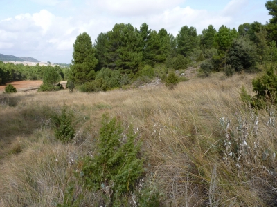 Fuente de la Sangrera - imagen 2