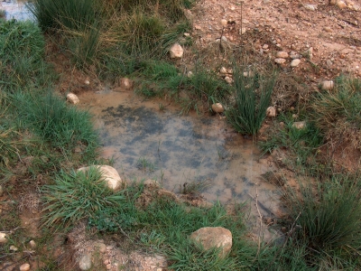 Fuente del Tesoro del Tío Pollo - imagen 1