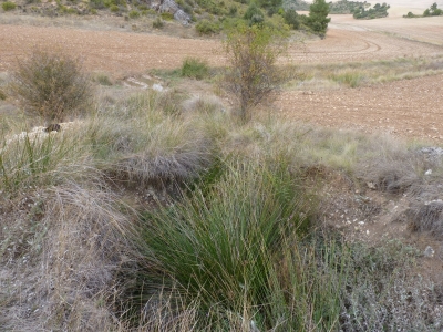 Fuente de la Tornajilla - imagen 2