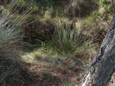 Manantial de los Tribancos - imagen 1