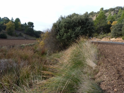 Fuente de la Peña del Buitre - imagen 1