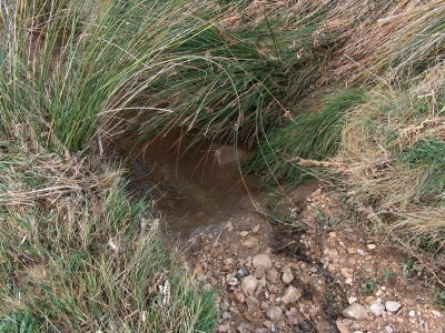 Fuente de Pino Alto - imagen 1
