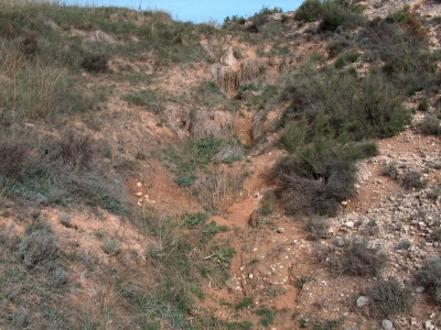 Fuente de Pino Mendaño - imagen 1
